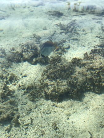 Raccoon Butterflyfish on Sea bottom surface backgroundの写真素材