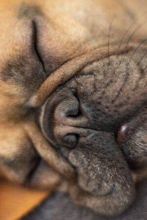 Cute Face of sleeping Fawn French Bulldogの写真素材