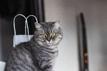 Beautiful furry cat with yellow eyes and a long moustacheの写真素材