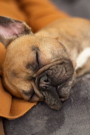 Cute purebred Fawn French Bulldog is restingの写真素材