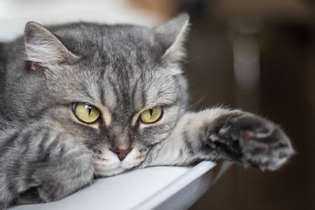 Beautiful furry cat with yellow eyes and a long moustache is lying and looking forwardの写真素材