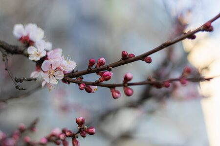 Tender White-Pink Flowers on Blooming Apricot tree in the Spring time