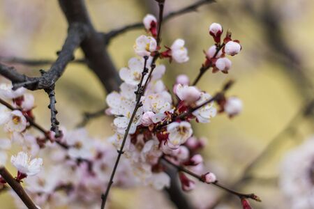 Tender Pink flowers on Blooming Apricot tree in the Springの写真素材