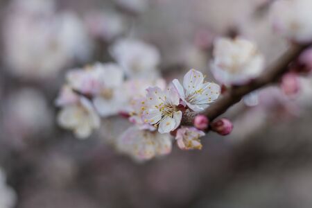 Spring white-pink flowers on a tree branch. Apricot tree in bloom. Spring season close upの写真素材