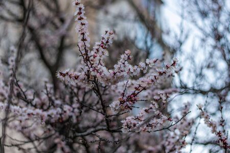 Apricot tree white-pink dreamlike lush flowersの写真素材