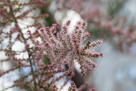 Blooming of Tamarix or tamarisk green plant with pink flowersの写真素材