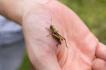 grasshopper sits on a palm, the Caelifera