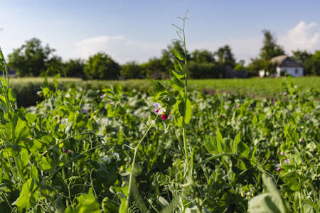 Summer Flowering Home Grown Organic Pea Plants. Growing up a Hazel Stick Wigwam on an Allotment in a Vegetable Garden in Rural regionの写真素材