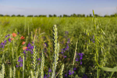 Wild poppies Papaver rhoeas and Forking larkspur Consolida regalis blooming in summer field in sunny day - selective focusの写真素材