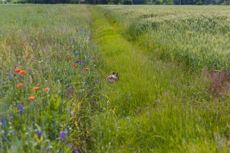 Wild poppies - Papaver rhoeas and Forking larkspur - Consolida regalis blooming in summer field in sunny day. Rural way between fieldsの写真素材