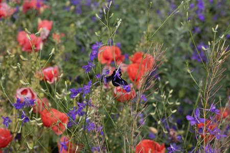 Wild poppies Papaver rhoeas and Forking larkspur Consolida regalis blooming in summer field in sunny...