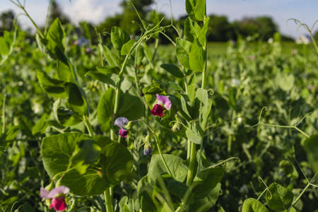 Summer Flowering Home Grown Organic Pea Plants. Growing up a Hazel Stick Wigwam on an Allotment in a...