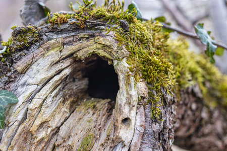 Tree hollow in the old moss-covered stump, located in a large forest, close, Backgroundの写真素材