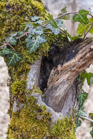 Tree hollow in the old moss-covered stump, located in a large forest, close, Backgroundの写真素材