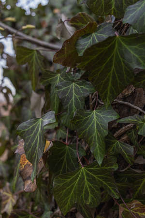 Ivy, Hedera helix or European ivy climbing on bark of a tree. Close upの写真素材