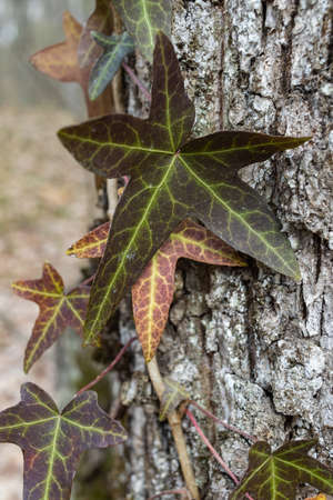 Ivy, Hedera helix or European ivy climbing on bark of a tree. Close upの写真素材