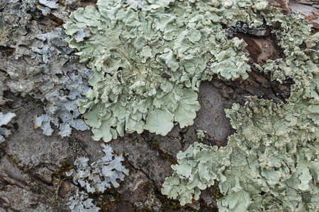 Hypogymnia physodes. Monks-hood lichen. Lichen on tree branch in forest closeup selective focus