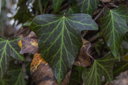 Ivy, Hedera helix or European ivy climbing on bark of a tree. Close upの写真素材