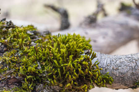 Tree branch overgrown with moss. Close up moss textureの写真素材
