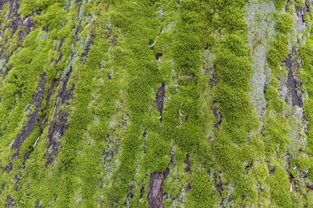 Close up of Moss on tree. Nature life background. Close Up of Tree Bark with Mossの写真素材