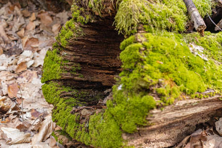 The stump is overgrown with moss. Close-up of a cutted mossy treeの写真素材