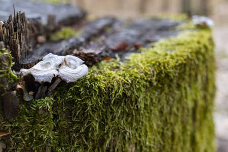The stump is overgrown with moss. There are mushrooms growing on the beautiful stump. Close-up of a...