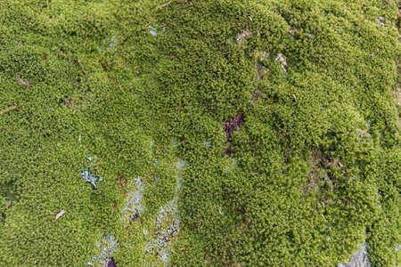Close up of Moss on tree. Nature life background. Close Up of Tree Bark with Moss