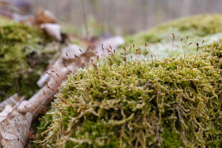 The stump is overgrown with moss. There are mushrooms growing on the beautiful stump. Close-up of a...