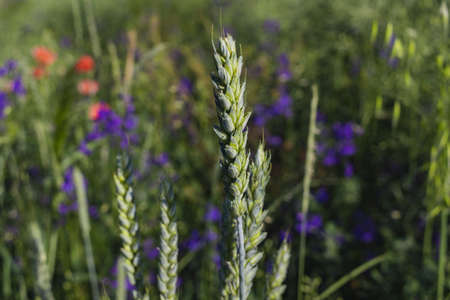 Forking larkspur, Consolida regalis or Wild Delphinium blue flowers, shallow depth of field. Blurry backgroundの写真素材