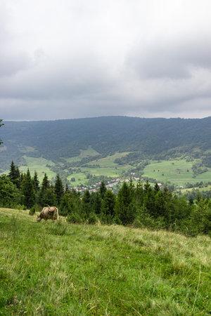Cow Graze in the Carpathian mountains Meadowの写真素材