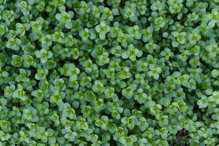 closeup view of small green leaves, sprout carpet wallpaper concept, nature backgroundの写真素材