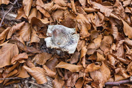 Brown autumn leaves on the ground in the park, autumn background with autumn dry foliageの写真素材