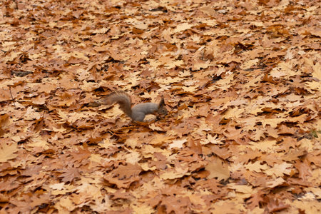 Squirrel in the autumn park with autumn colors, autumn foliage background.の写真素材