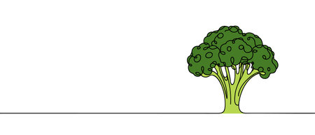 Continuous one line drawing broccoli. Vector illustration. Vegan art on white backgroundのイラスト素材
