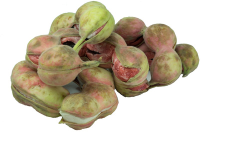 Manila tamarindの写真素材