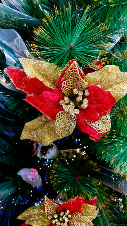 Christmas red flower on green treeの写真素材