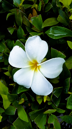 White frangipani and green leaf in sunny dayの写真素材