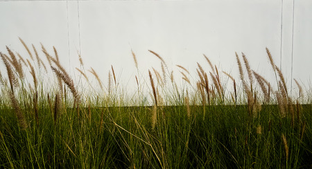 Flowers grass blurred bokeh background Whiteの写真素材