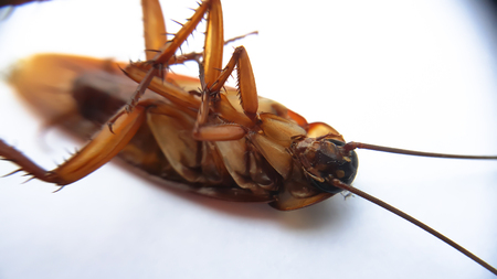 Close up of a death cockroach on white background