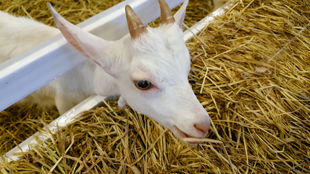 white sheep in the farmの写真素材