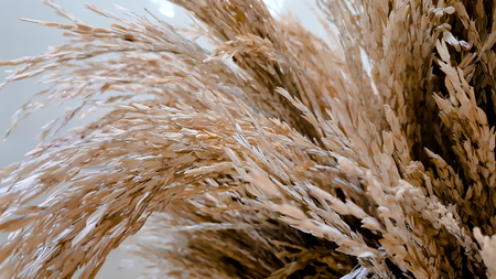 Ears of rice isolated on white backgroundの写真素材