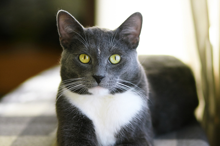 Beautiful grey house cat with bright green eyes is at home on a checkered grey plaidの写真素材