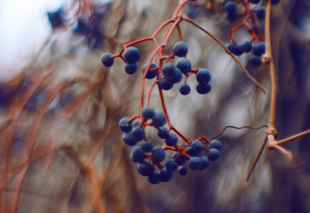 A branch with delicious ripe blue-black berries of elderberry in autumn and gloomy time of yearの写真素材