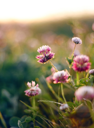 Beautiful delicate pink clover flowers grow in a blooming meadow, lit by the morning sunの写真素材