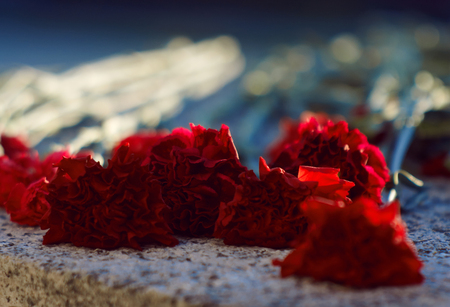 Carnations of scarlet color, laid to the day of memory, lie on a granite tombstone, brightly lit by the sunの写真素材
