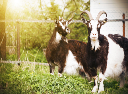 Two spotted beautiful goats stand near a fence in a meadow on a farm, illuminated by sunlight on a summer day.の写真素材