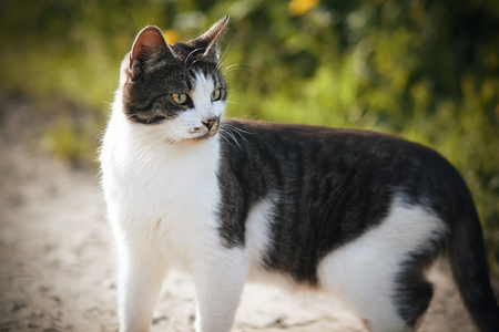 A beautiful spotted yard cat turned around, standing on a country road on a Sunny summer day.の写真素材