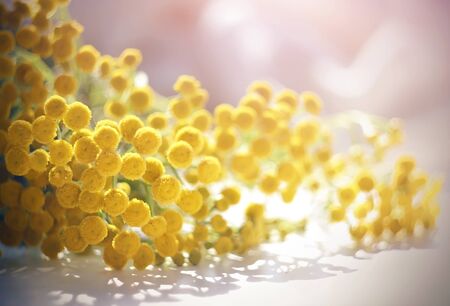 Flowers of bright yellow tansy lie gathered in a lush bouquet on a white table, illuminated by bright pleasant sunlight in the summer daytime.の写真素材