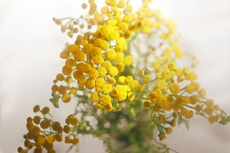 Yellow bright Golden cheerful flowers of the medicinal plant - tansy are collected in a lush bouquet, illuminated by sunlight on a white background.の写真素材