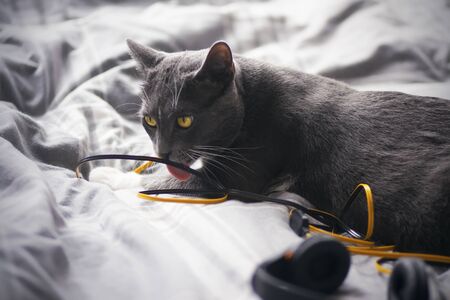 Playful gray cat with bright yellow eyes, lying on a gray blanket, nibbles and licks the yellow wire from the headphones, which the animal is forbidden to doの写真素材